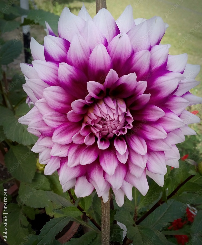 beautiful pink flower beautiful pink flower