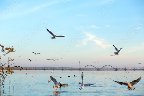 A flock of seagulls on the banks of the city river.