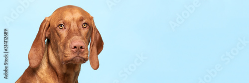 Cute hungarian vizsla dog studio portrait. Dog looking at the camera headshot over blue background banner.
