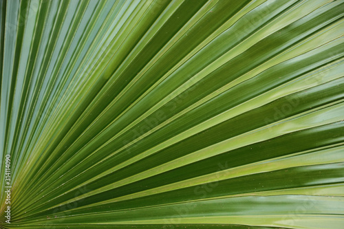 Green Leaf Background With Beautiful Stripes Lines