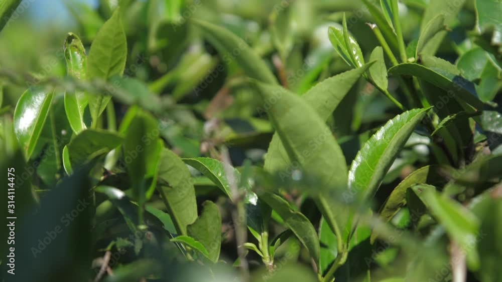 shining green tea bush leaves growing on tropical plantation extreme close view slow motion. Concept environment agriculture shining green tea bush leaves growing on tropical plantation extreme close view slow motion. Concept environment agriculture