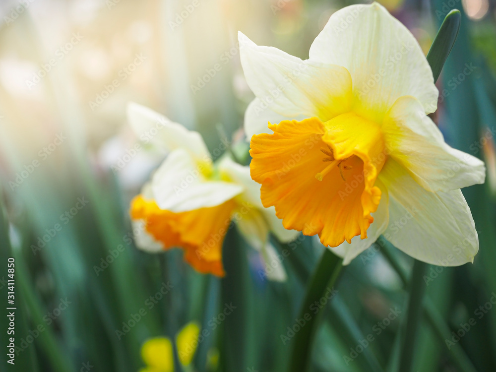 Bright colorful flowers in spring sun. Spring garden. Tulip flower for postcard decoration and agriculture concept design. Bright colorful flowers in spring sun. Spring garden. Tulip flower for postcard decoration and agriculture concept design.