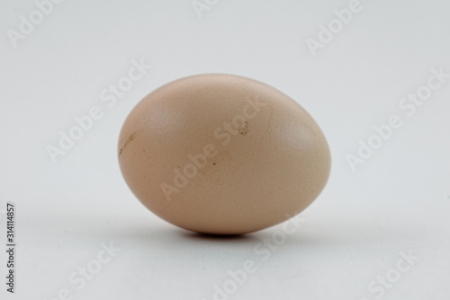 egg