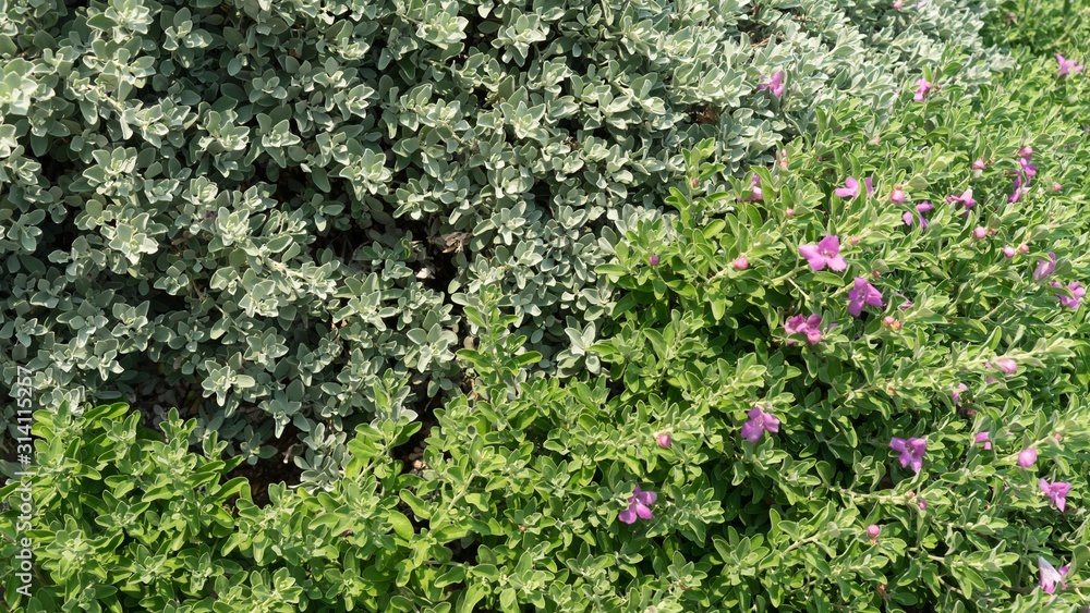 Bush with green leaves and purple flowers, Cyprus Bush with green leaves and purple flowers, Cyprus