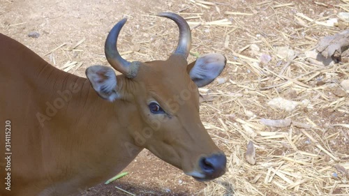 Close up view of brown banteng cow head is standing in shadow with sunny background