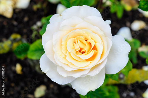 Close up of one large and delicate white rose in full bloom in a summer garden, in direct sunlight, with blurred green leaved in the background photo