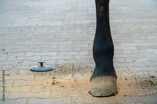 Hind leg of a horse after cleaning with a curry-comb. Ground is covered with brushed down dirt. Concept of horse grooming, activities in horse stable, horse care. Closeup, horizontal, copy space