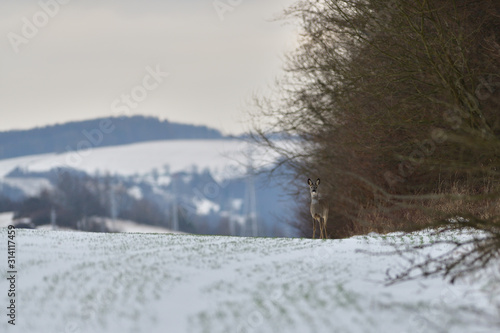 Roe deer in the snow in winter looking for food