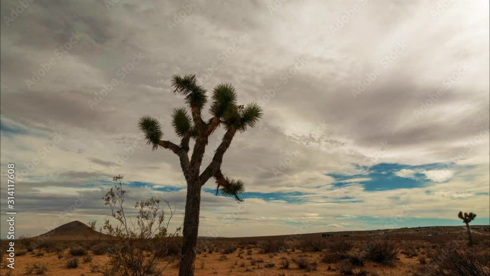 Clouds passing behind a Joshua tree time lapse Clouds passing behind a Joshua tree time lapse