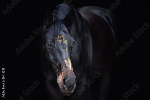 Schwarzes Pferd im Studio mit goldenem Glitzer