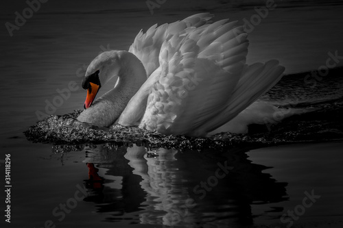 swan lake black white orange beak pop photo