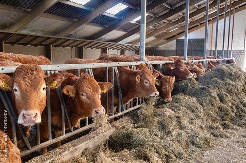 Limousin cows feeding on hay in barn