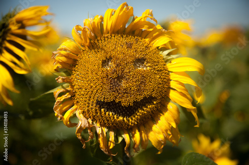 sunflower happy face