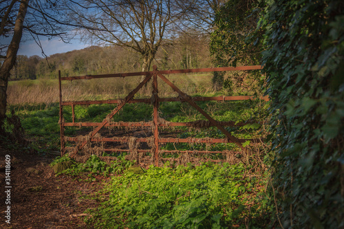 gate tree field 
