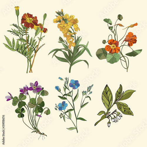 Botanical illustration herbarium of wild flowers