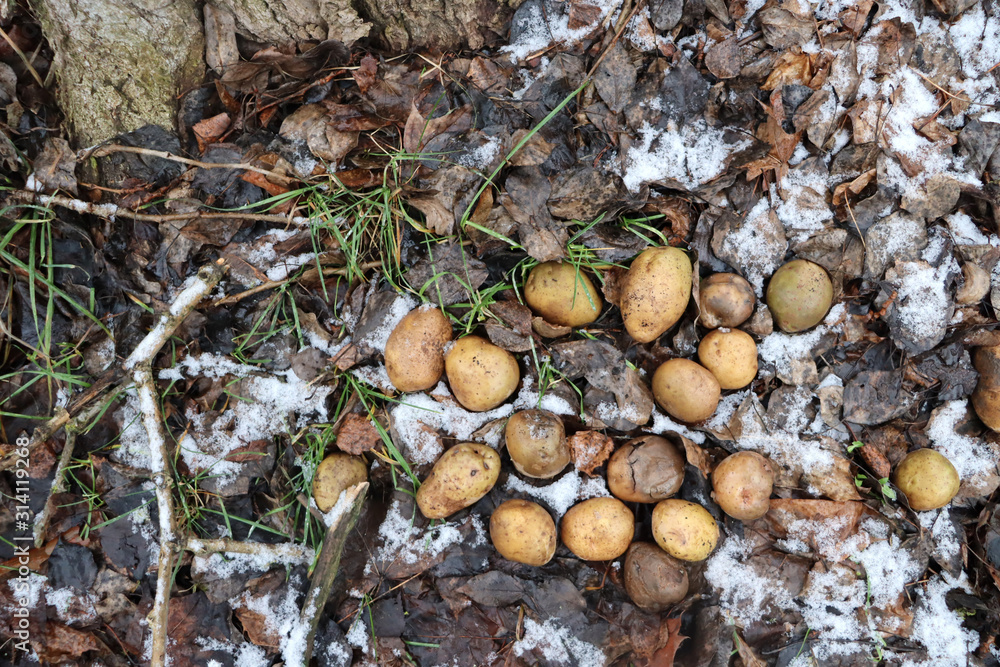 Potato in the winter forest on the ground. Potato in the winter forest on the ground.