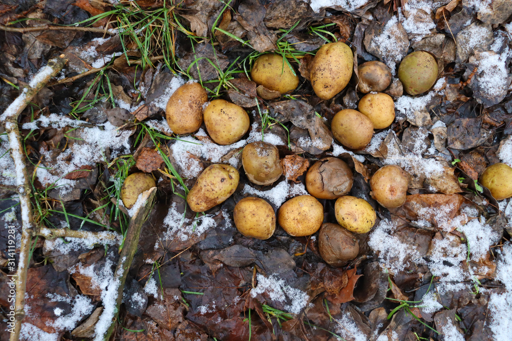 Spoiled potatoes in dried leaves and snow. Potato on the ground in the snow. Spoiled potatoes in dried leaves and snow. Potato on the ground in the snow.