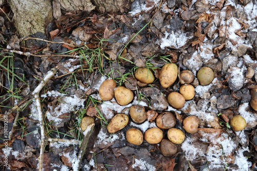Potato in the winter forest on the ground.
