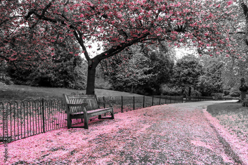 A picture from the park where the wooden bench stands under the cherry tree w...