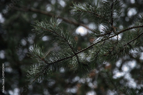 Green needles on the pine branches. Natural background of coniferous forest.