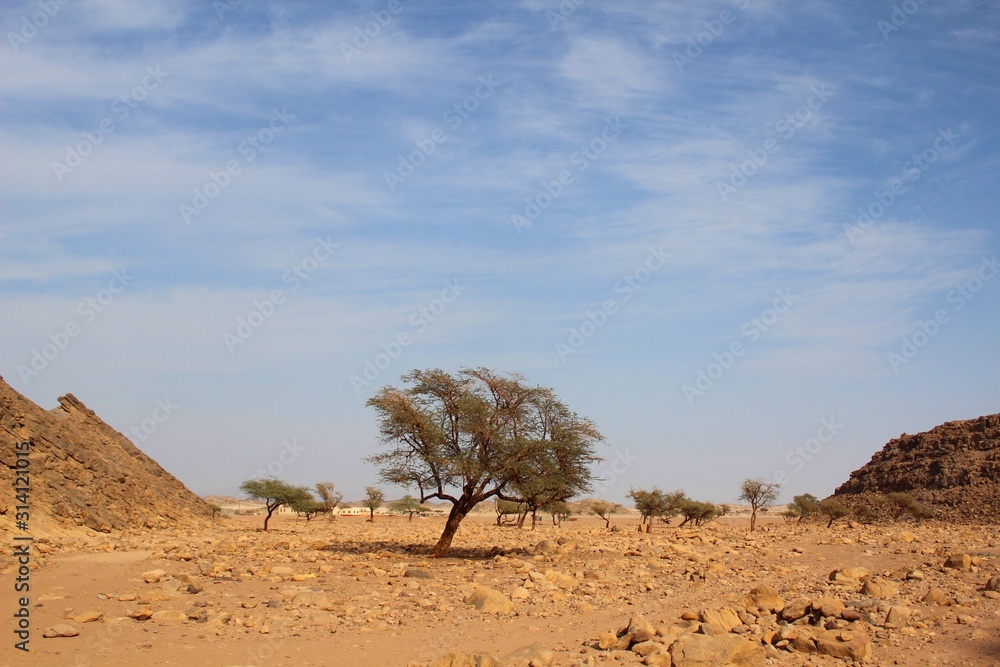 Shalatin Abraq village tropical acacia trees in the wilderness in the middle of the dry rocky soil