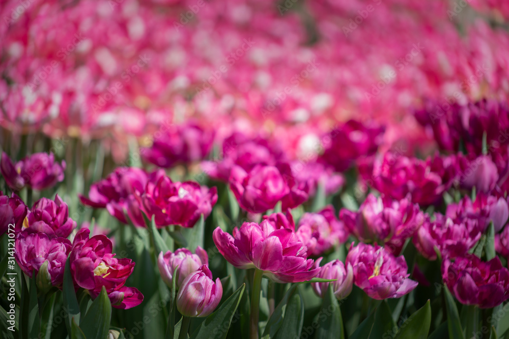 Background of purple and pind tulips