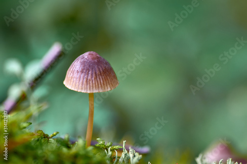 a small mushroom in the forest