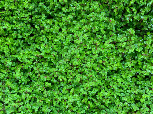 Baby tears ground cover closeup