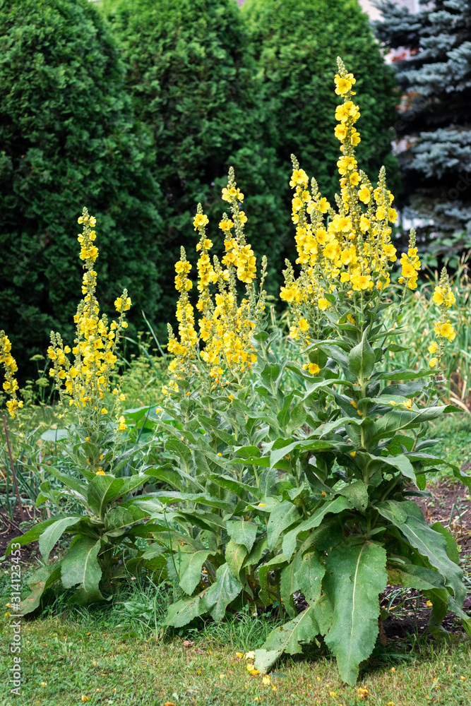 Mullein plant (verbascum densiflorum) in bloom at garden Stock Photo Adobe Stock