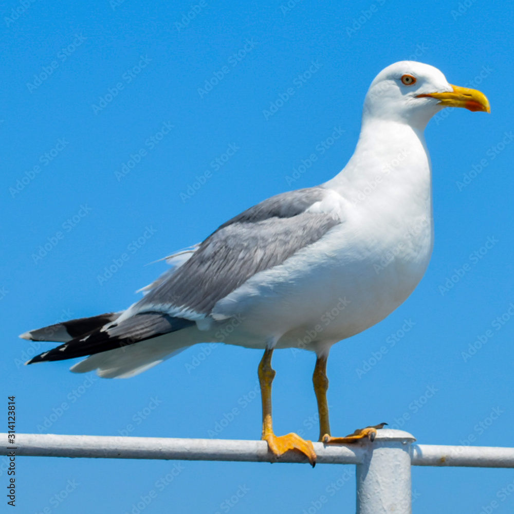 Fototapeta premium Seagull on background of blue sky