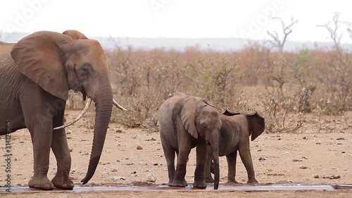 African bush elephant in Kruger National park, South Africa