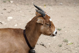side view of a domestic goat close up
