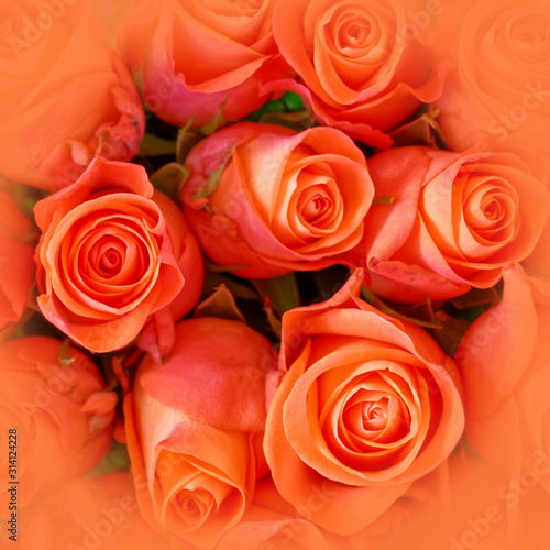 soft and airy orange roses top view close up  filtered image as natural background
