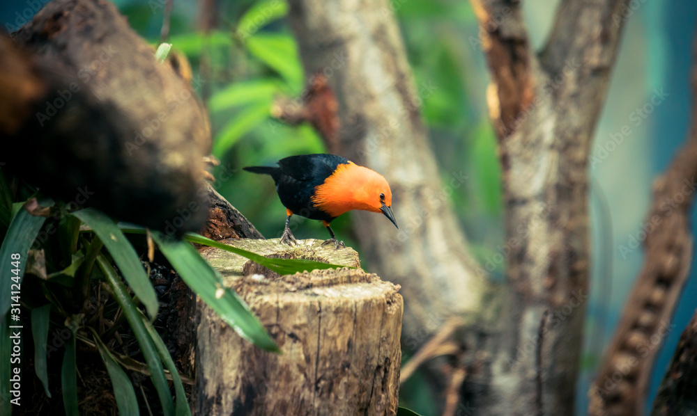 Scarlet-headed Blackbird, Amblyramphus holosericeus, black bird with orange red head in the tropic jungle forest.