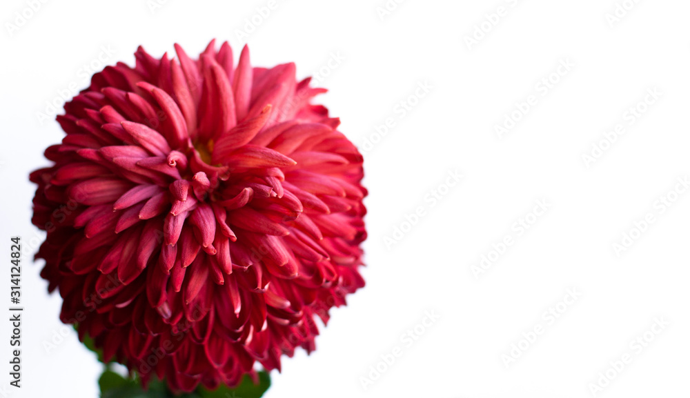 Naklejka premium Red big chrysanthemum on white flat background. Banner shape.