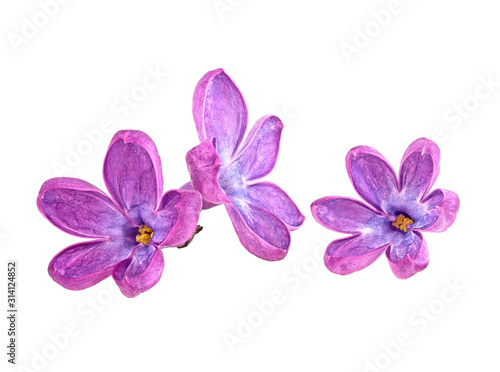 Three violet flowers of lilac isolated on a white background