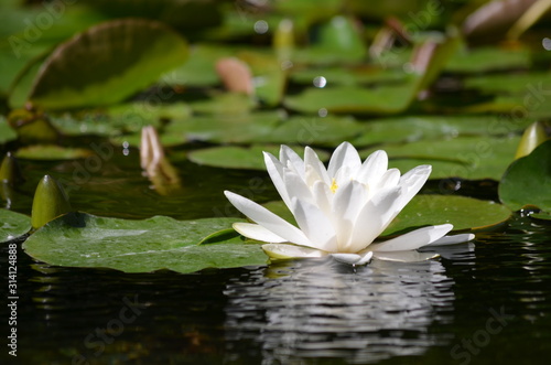Close up of one delicate white water lily flowers (Nymphaeaceae) in full bloom on a water surface in a summer garden, beautiful outdoor floral background photographed with soft focus
