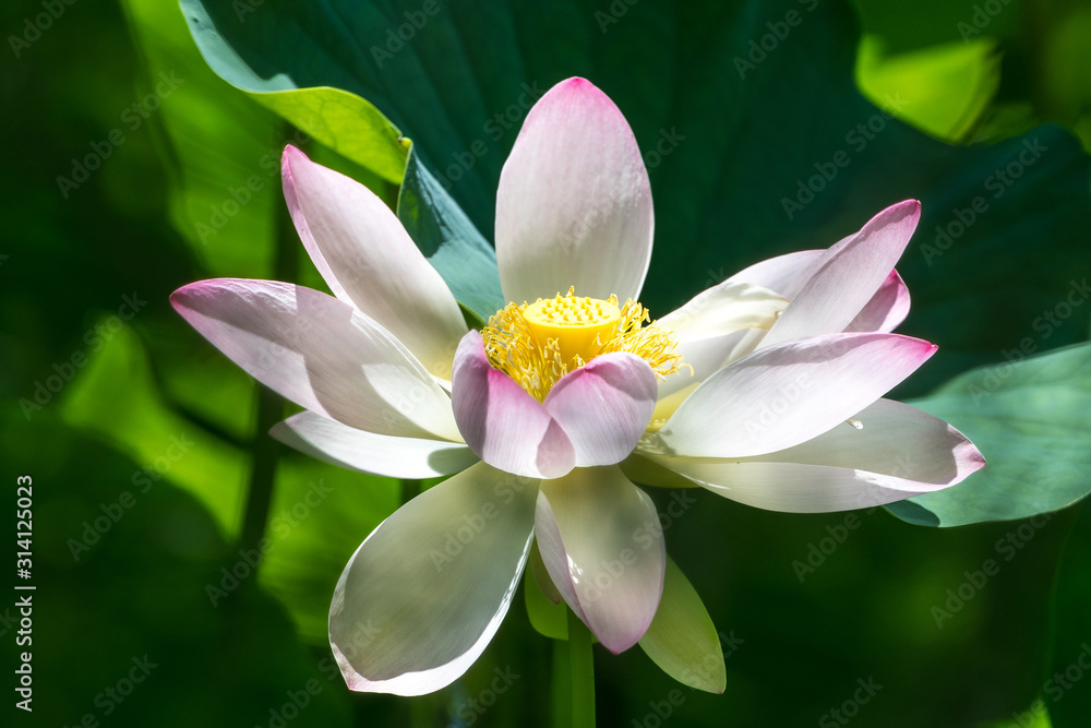 Close up of one delicate white water lily flowers (Nymphaeaceae) in full bloom on a water surface in a summer garden, beautiful outdoor floral background photographed with soft focus Close up of one delicate white water lily flowers (Nymphaeaceae) in full bloom on a water surface in a summer garden, beautiful outdoor floral background photographed with soft focus