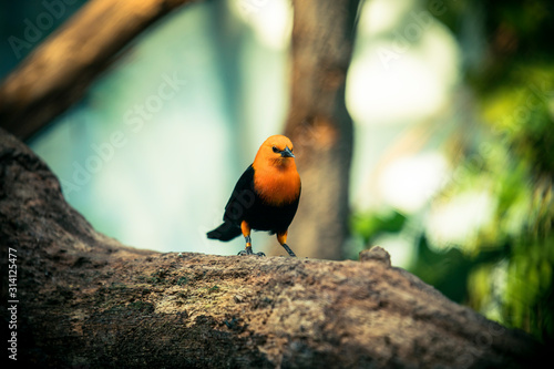 Scarlet-headed Blackbird, Amblyramphus holosericeus, black bird with orange red head in the tropic jungle forest. photo