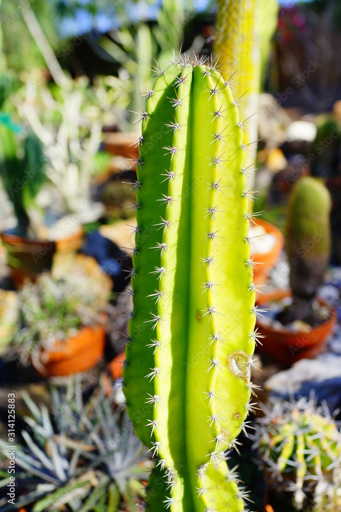 Naklejka premium Beautiful cactus (Echinopsis mamillosa) in a pot in a garden