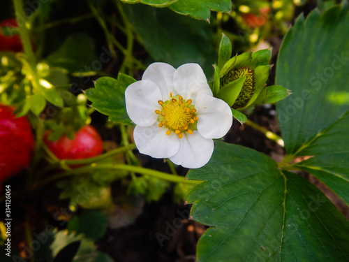 Höga temperaturer under oktober och november ger fler blommor. Sär- skilt sorter som Florence och Korona kräver hög tem- peratur för att bilda blommor. 