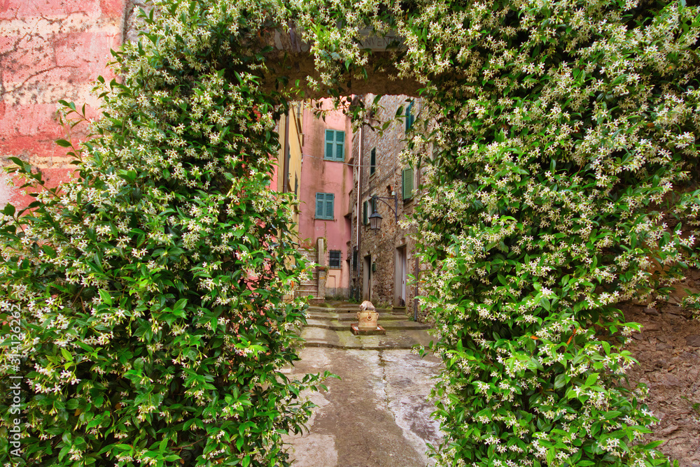 Climbing jasmine in Montemarcello Liguria Italy
