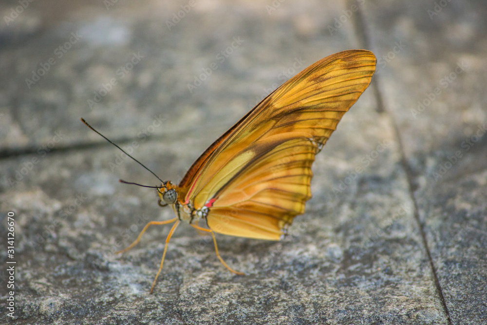 Obraz premium borboleta