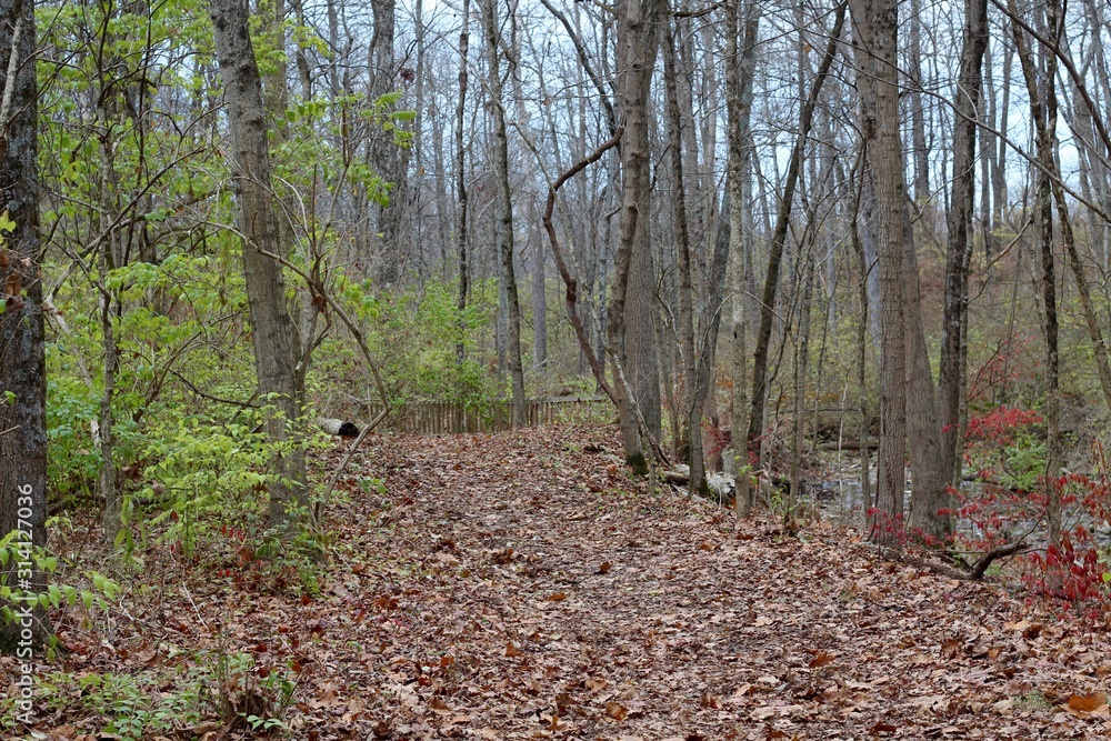 The autumn leaves cover the hiking trail in the forest. The autumn leaves cover the hiking trail in the forest.