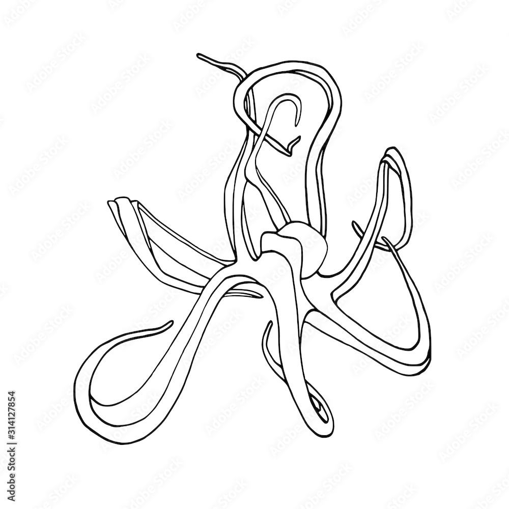 Octopus illustration on white background. Octopus sketch. Octopus vector. Octopus lineart. Octopus illustration on white background. Octopus sketch. Octopus vector. Octopus lineart.
