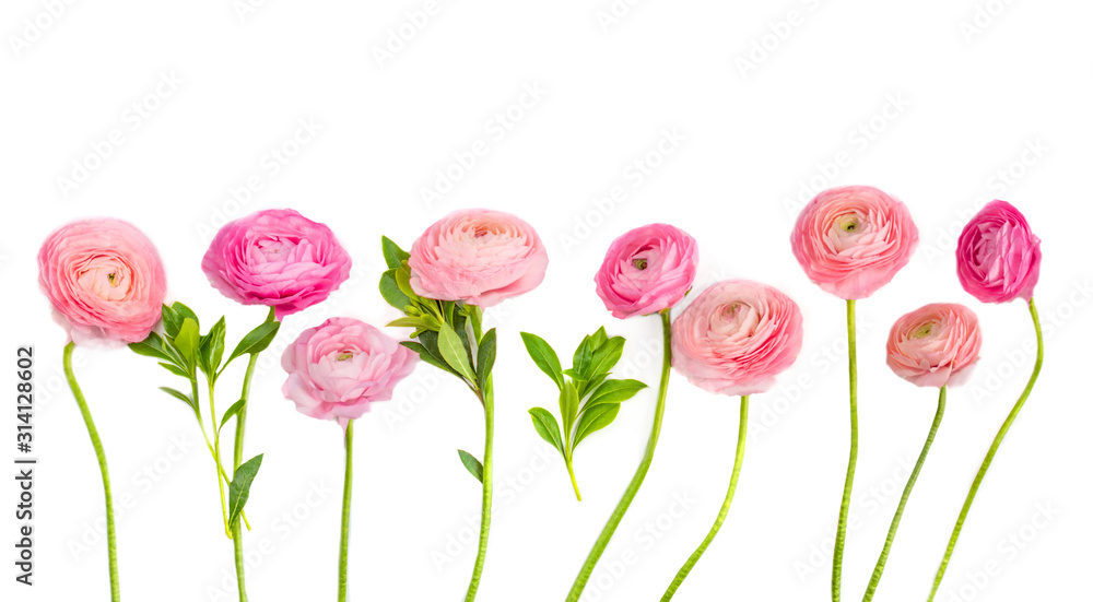 Ranunculus flower isolated on a white background. Collection af Beautiful buttercup spring flower - obrazy, fototapety, plakaty 