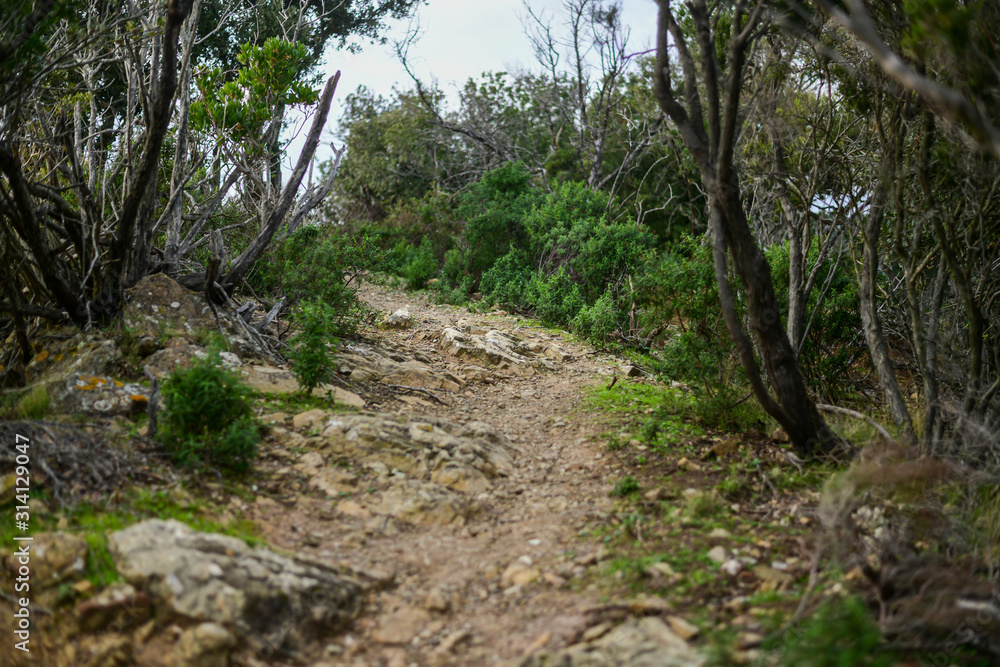 Trekking trail in the mediterranean bush. Capo Poro, Elba island, Tuscan Archipelago, Italy Trekking trail in the mediterranean bush. Capo Poro, Elba island, Tuscan Archipelago, Italy