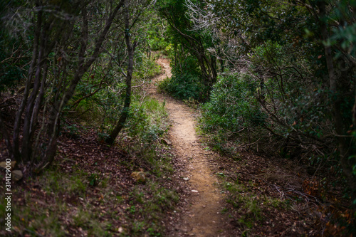 Trekking trail in the mediterranean bush. Capo Poro  Elba island  Tuscan Archipelago  Italy