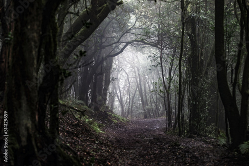 forest in fog, spain, spanien, la gomera, nature, turist, vacation, summer © Mats