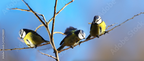 Three Blue tits sitting on a branch on a background of blue sky...